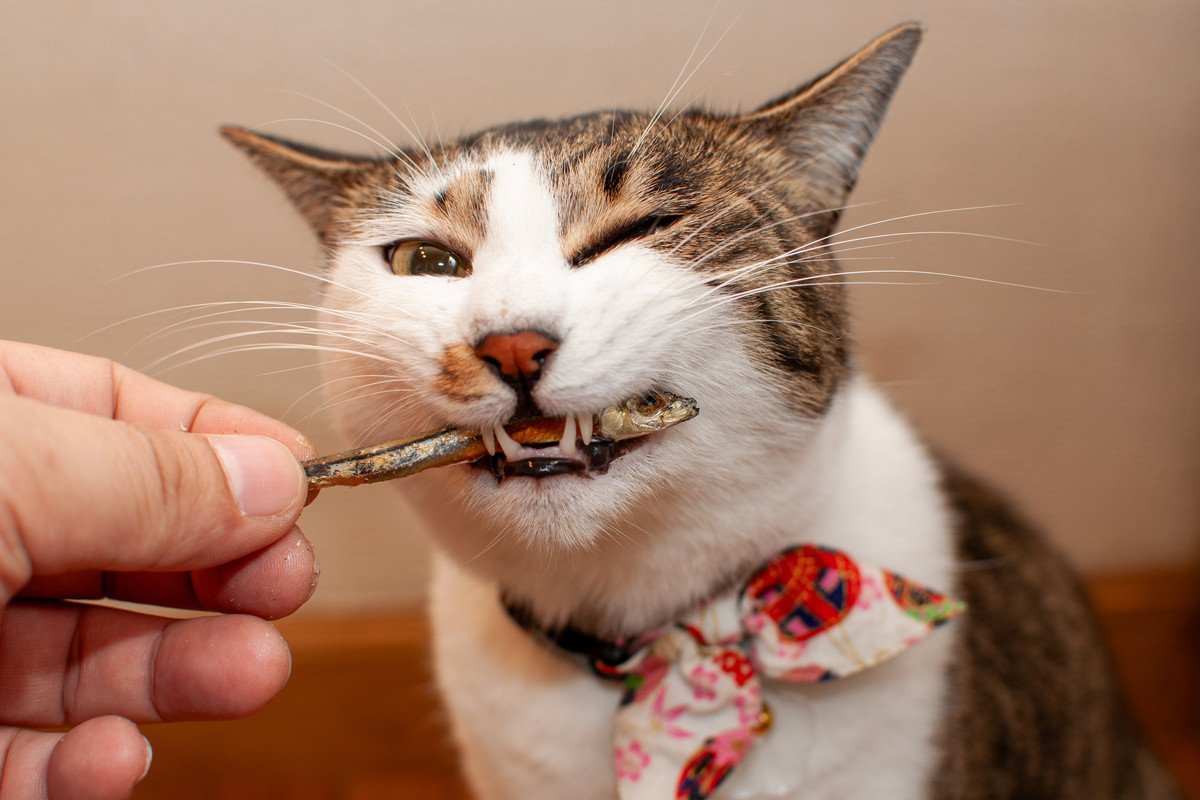 猫にとって『危険すぎる食べ物』5選　命を落とす可能性も…誤飲時に取るべき行動まで