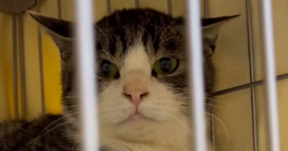 元野良猫が心を開くまでの変化｜表情と行動で分かる安心のサイン