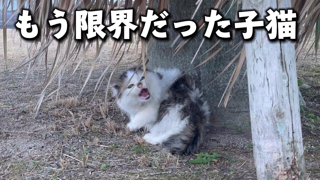 冬の海辺で凍えていた親子猫を保護！「怪獣食い」の子猫と教育的な母猫の対比を超分析！