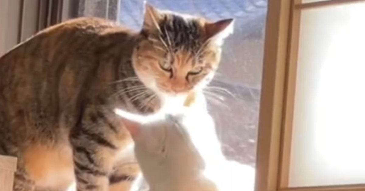 先輩猫が『子猫の匂い』を嗅いだ次の瞬間…完全に想定外な『爆笑の展開』が24万再生「イカ耳になるのツボｗｗ」「顔が笑った」