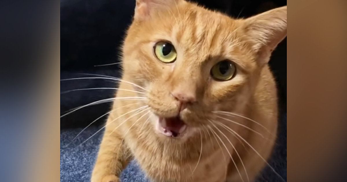 『ごはんが欲しい』とアピールする茶トラ猫…まさかの鳴き声と『おてての動き』が19万再生「おててが可愛すぎるｗｗ」「絶対言ってる」