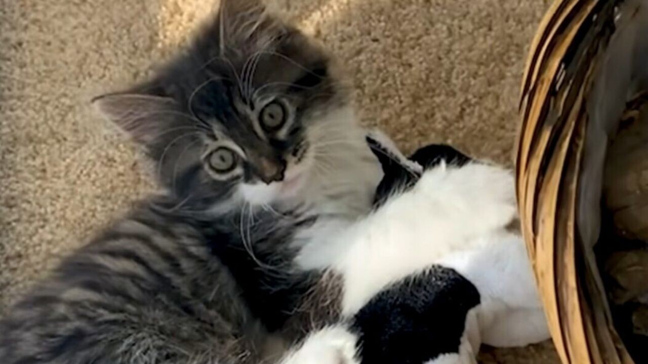 猫のぬいぐるみが手放せなかった愛猫のために…家族が下した“ある決断”とは