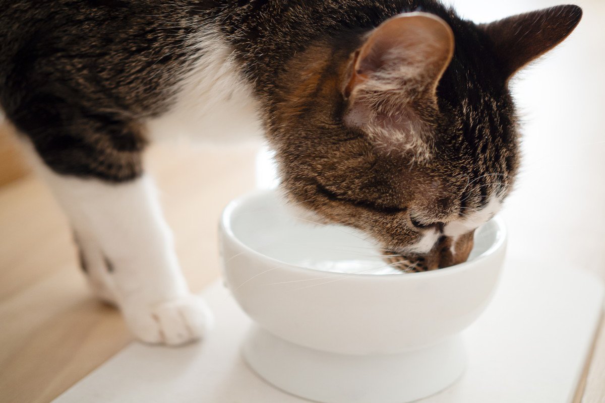 猫が患いやすい『腎臓病』の知識4つ　見逃せない症状や予防法まで解説