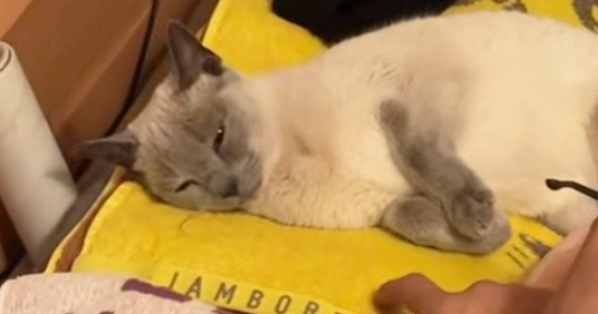 ケージから飛び出した猫のトライアル2日目｜予想以上の慣れっぷり