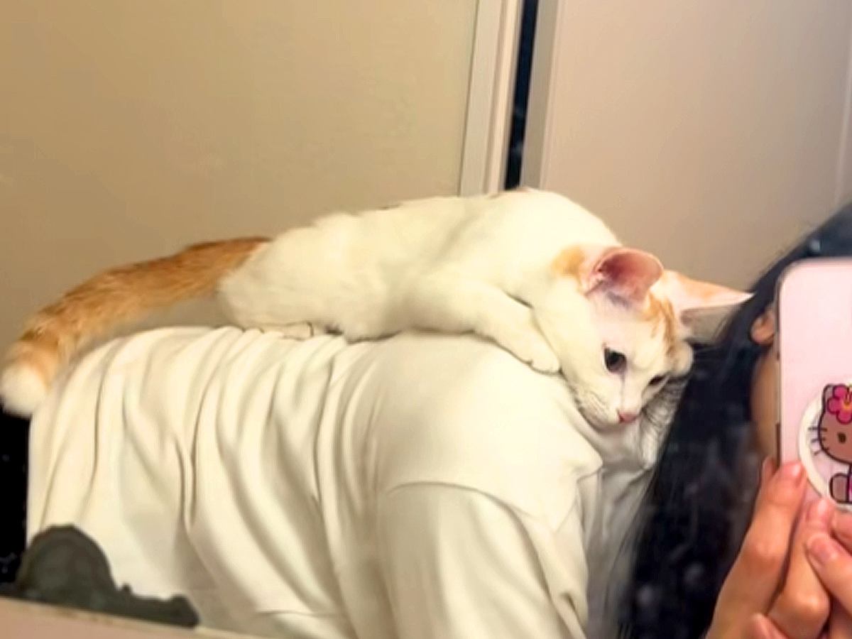 抱っこが苦手なネコ→『背中によじ登ってきた』と思ったら…悶絶級に可愛い『予想外の光景』に反響「天使」「こんな甘え方されたらたまらん」