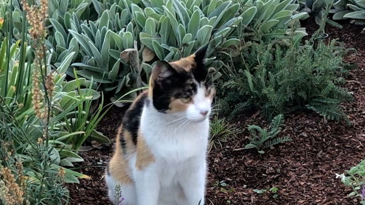 毎日、自宅へ通ってきた野良猫をお世話…数ヶ月後の“嬉しすぎる結末”に涙