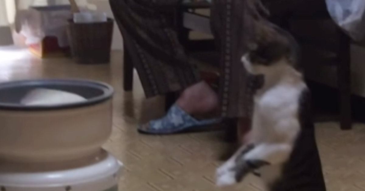 ネコがぐるぐると回る『餅つき機』を初めて見た結果…まさかの『シュールな光景』に爆笑する人が続出「かわいい子」「猫背じゃないｗ」