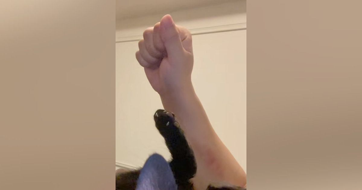 寝転がっていた子猫→目の前で手を『グーパー』してみたら…「過呼吸になるかと思った」尊すぎる反応が59万再生「はあ癒された」と悶絶の声