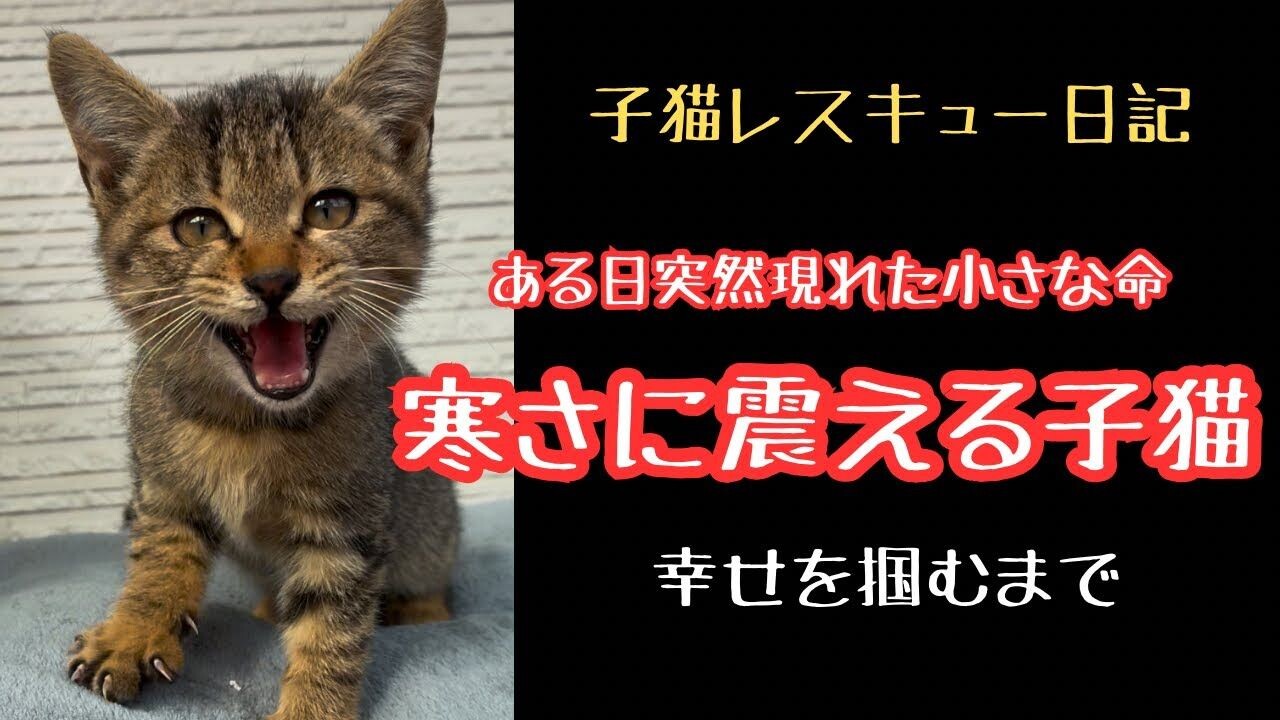 職場のテラスに現れた体重200gの子猫…保護を迷った投稿者が“消えそうな命”を救うまで