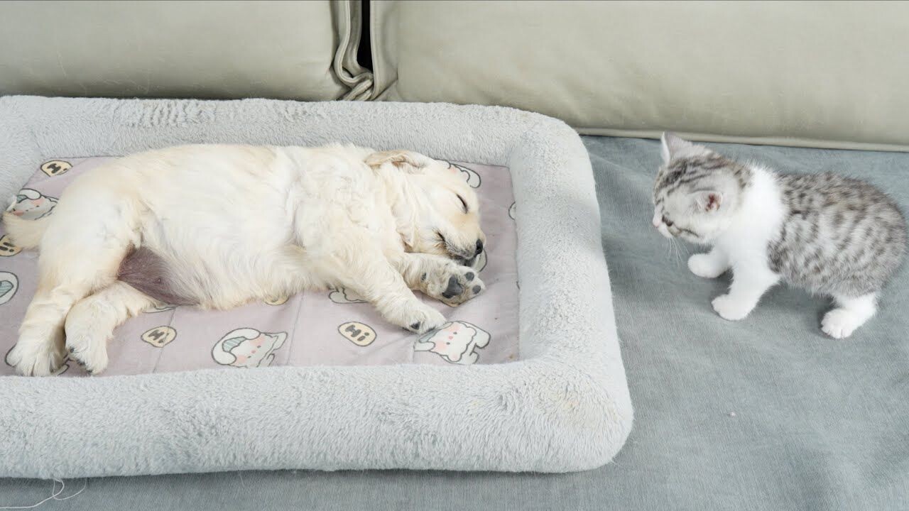 人を避けていた猫が変わった理由｜保護後の小さな変化