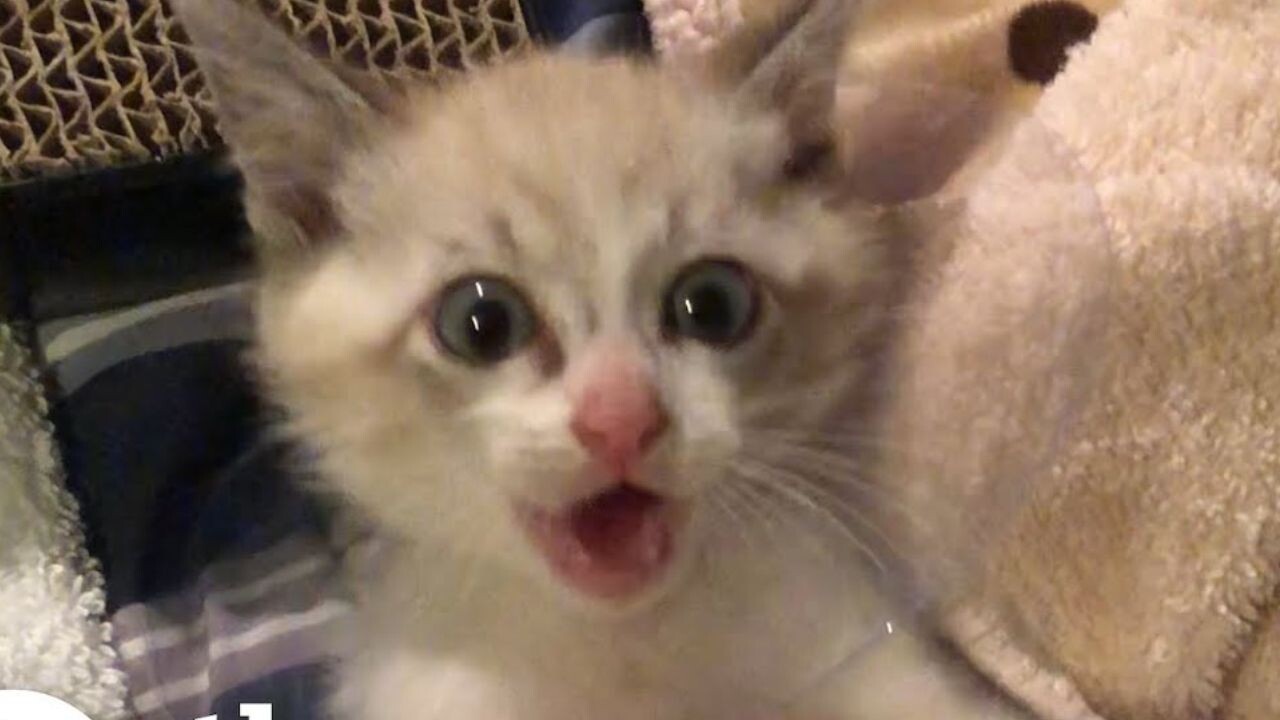 猫が苦手だった彼にも変化が…！人間の足音を怖がる“繊細な子猫”が心を開くまで