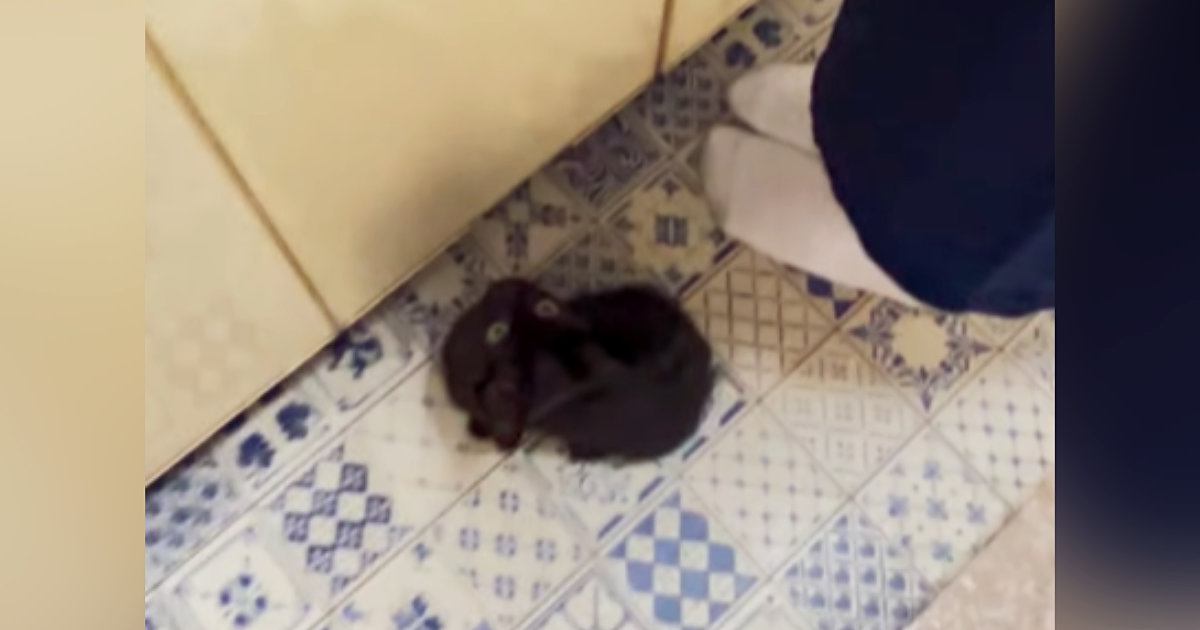 娘が遊びに来ると、子猫が……とっても嬉しそうな様子が可愛すぎると悶絶の声続出「心臓持ってかれる」「キュンキュンする」と９万再生