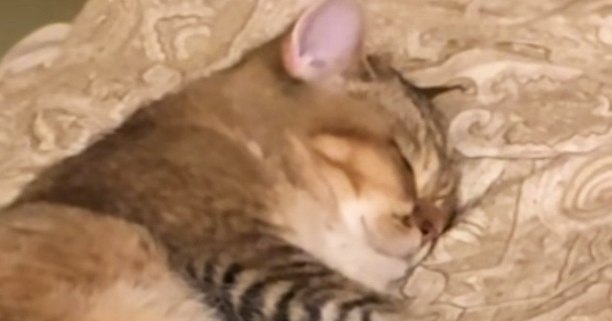 ふと布団の上を見たら、気持ちよさそうに眠っていた『猫』→まじまじと見ると…「一生幸せでいてほしい」「国宝レベル」尊い瞬間に４万いいね