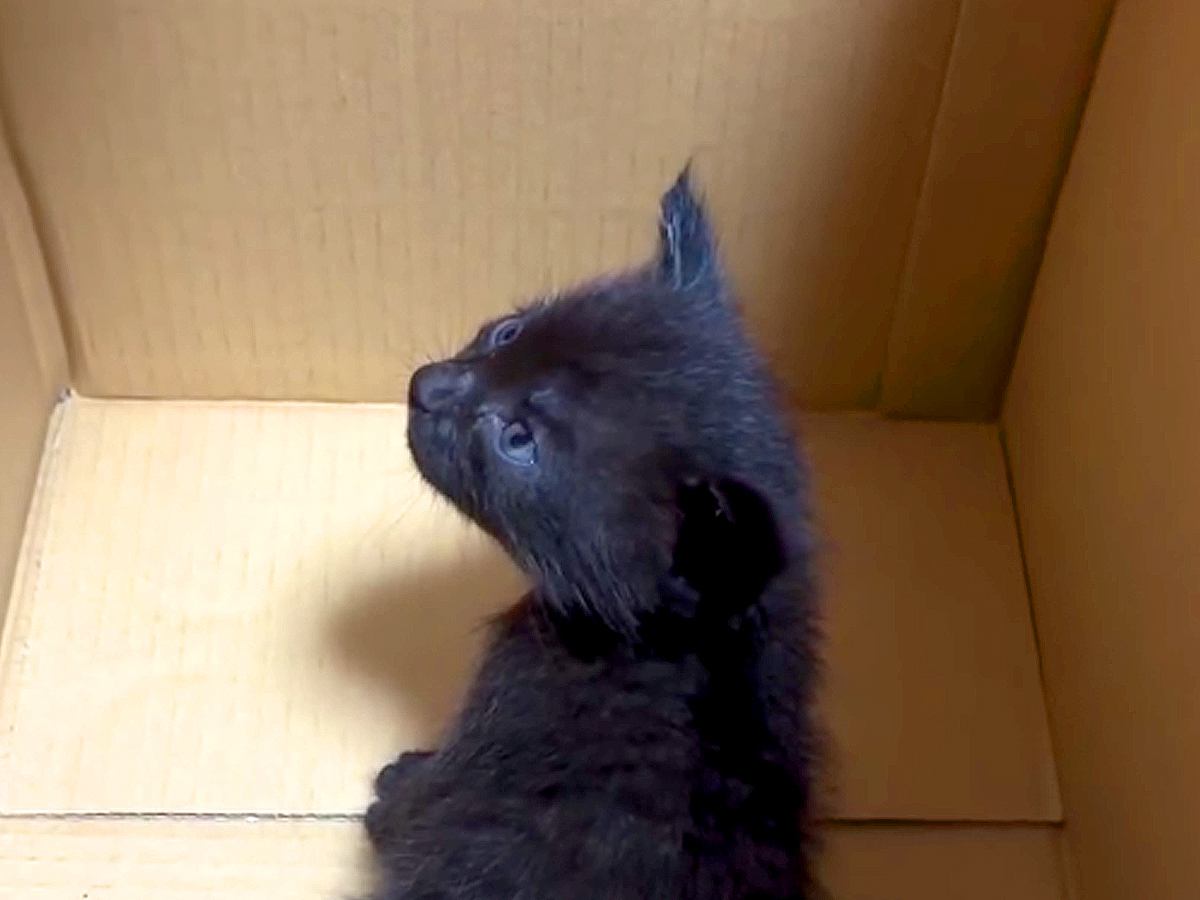 ひとりぼっちで『鉄工所に現れた赤ちゃん猫』を一時的に保護した結果…『素敵な展開』に「良い話だ」「本当によかった」と感動する人続出