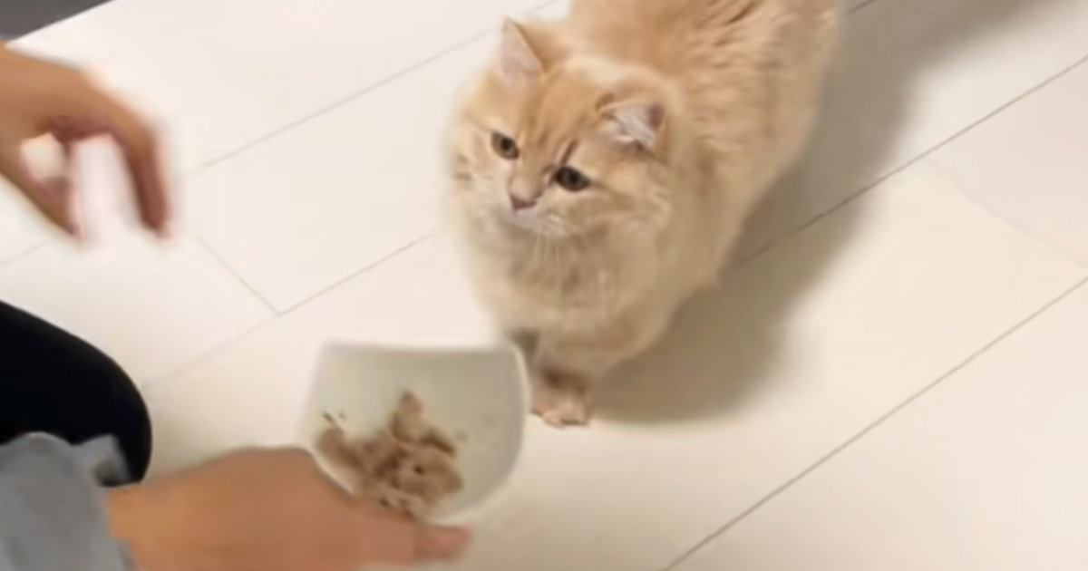 甘えん坊な猫が見せた意外な行動｜寝ている飼い主に寄り添う理由