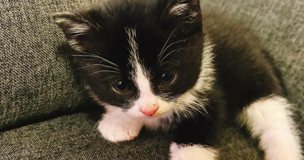 とっても小さかった保護子猫が、『現在』……思わず笑みがこぼれる『成長記録』に「ずっとかわいい」「毎日見たい」と癒される人続出