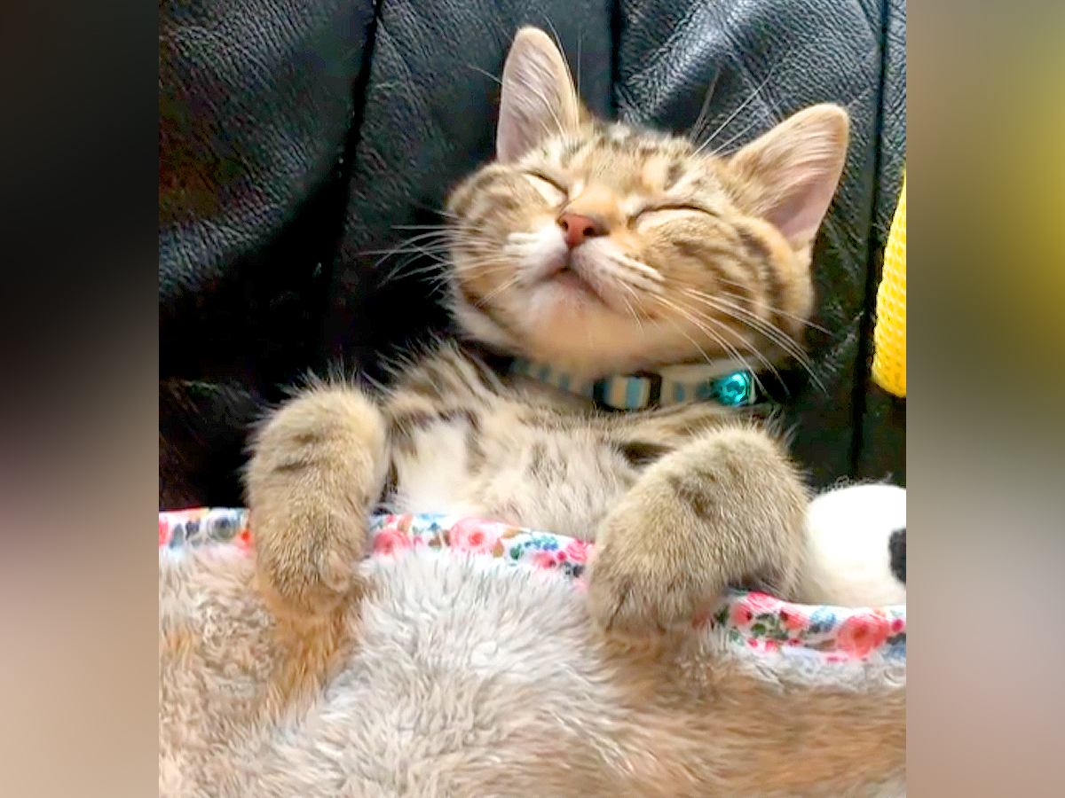 赤ちゃん時代のネコ→『寝姿』を見てみると…人間の子どものような『微笑ましい光景』に反響「天使をみつけたにゃ」「お行儀よく寝てる」