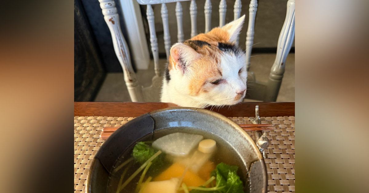 猫が料理中の背中に乗って見守る理由とそのかわいい行動