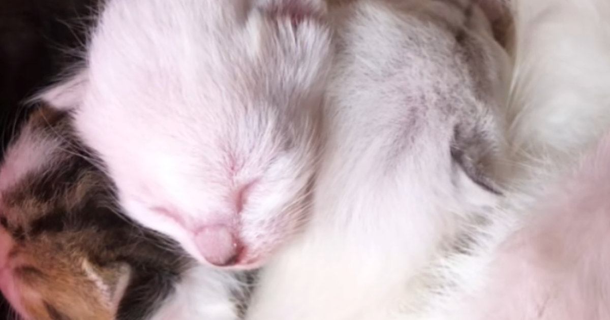 白かった子猫が成長して驚きの大変身｜毛色と瞳の変化を楽しむ