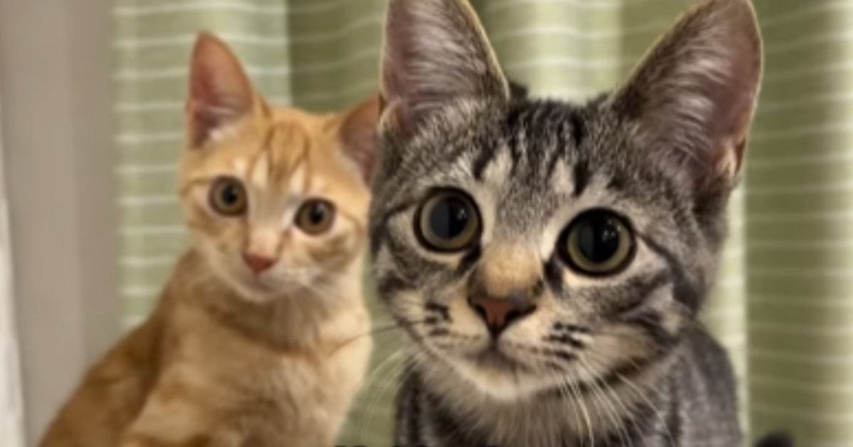 譲渡会で出会った険しい表情の子猫たちが見せた1年間の変化