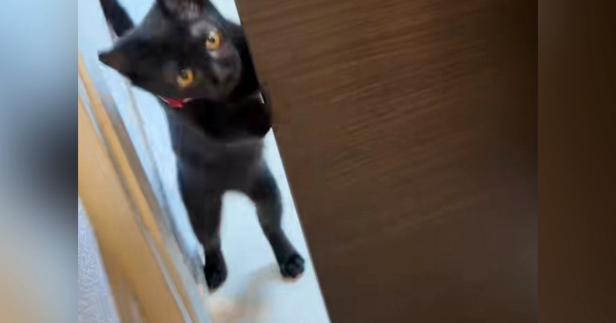 家に迎えたばかりの『甘えん坊の黒猫』→飼い主さんが少しでも離れようとすると…可愛すぎる瞬間に反響「大好きなんだねｗ」「ママだと思ってそうｗ」