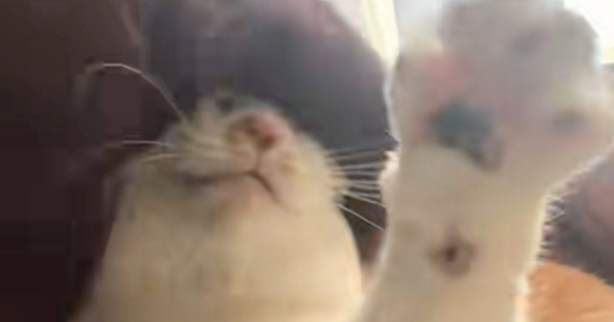 猫が「パンみたいにこねられる」のに喜ぶ理由｜ぐりぐり撫でられる猫のかわいい反応