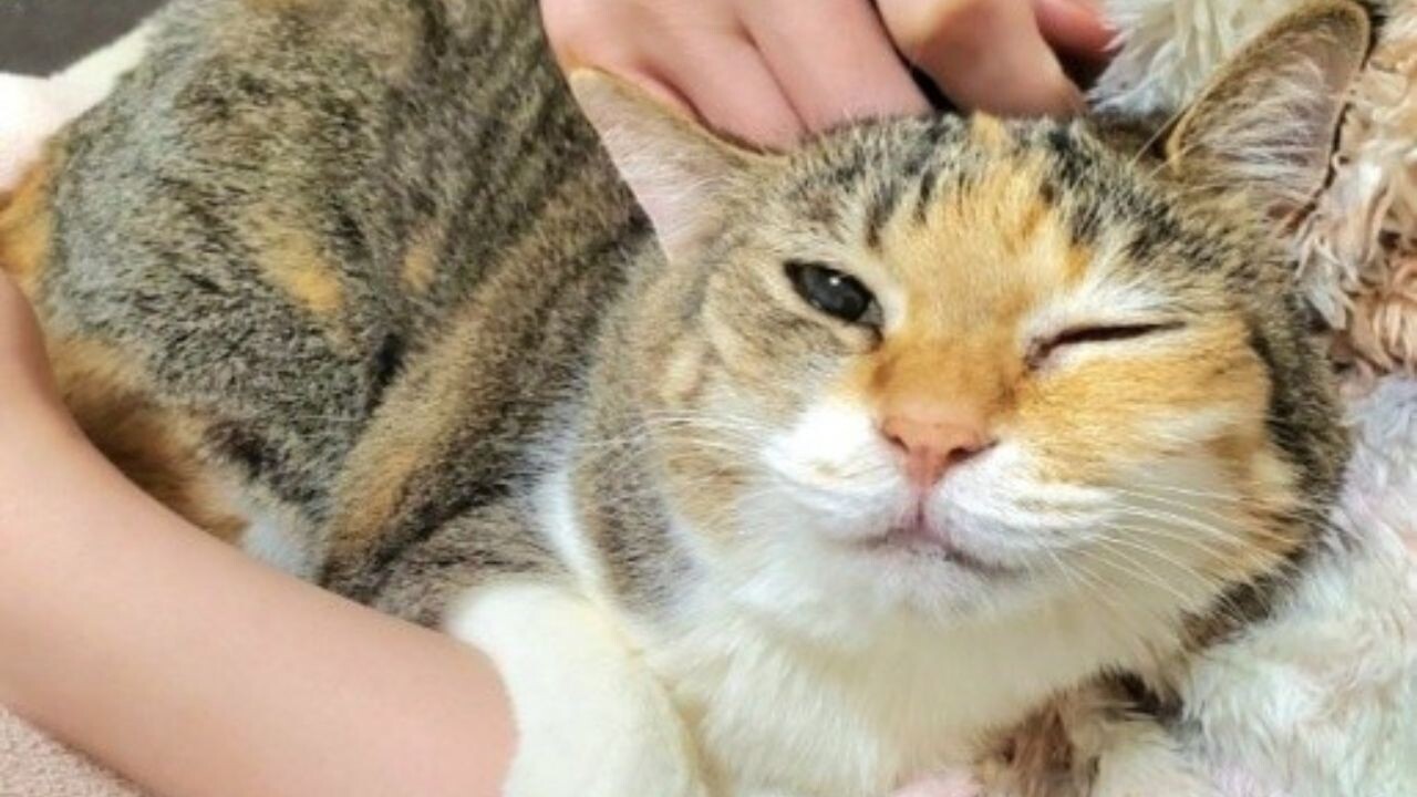 譲渡会で一目惚れ… 3年半も里親が見つからなかった元野良猫が、家族に“まとい”つくまでの物語