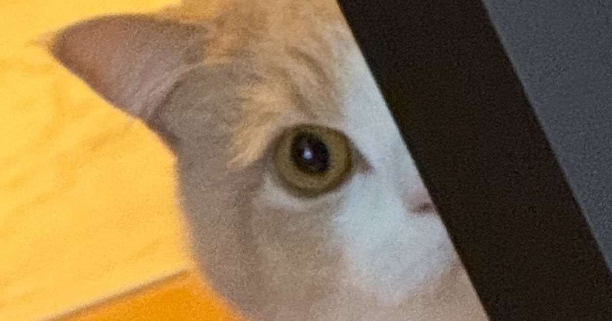 インフルエンザに罹って寝込んでいたら…愛猫がとった『優しい行動』に２万いいね「本猫は隠れているつもりかもｗ」「むっさ可愛い」と反響