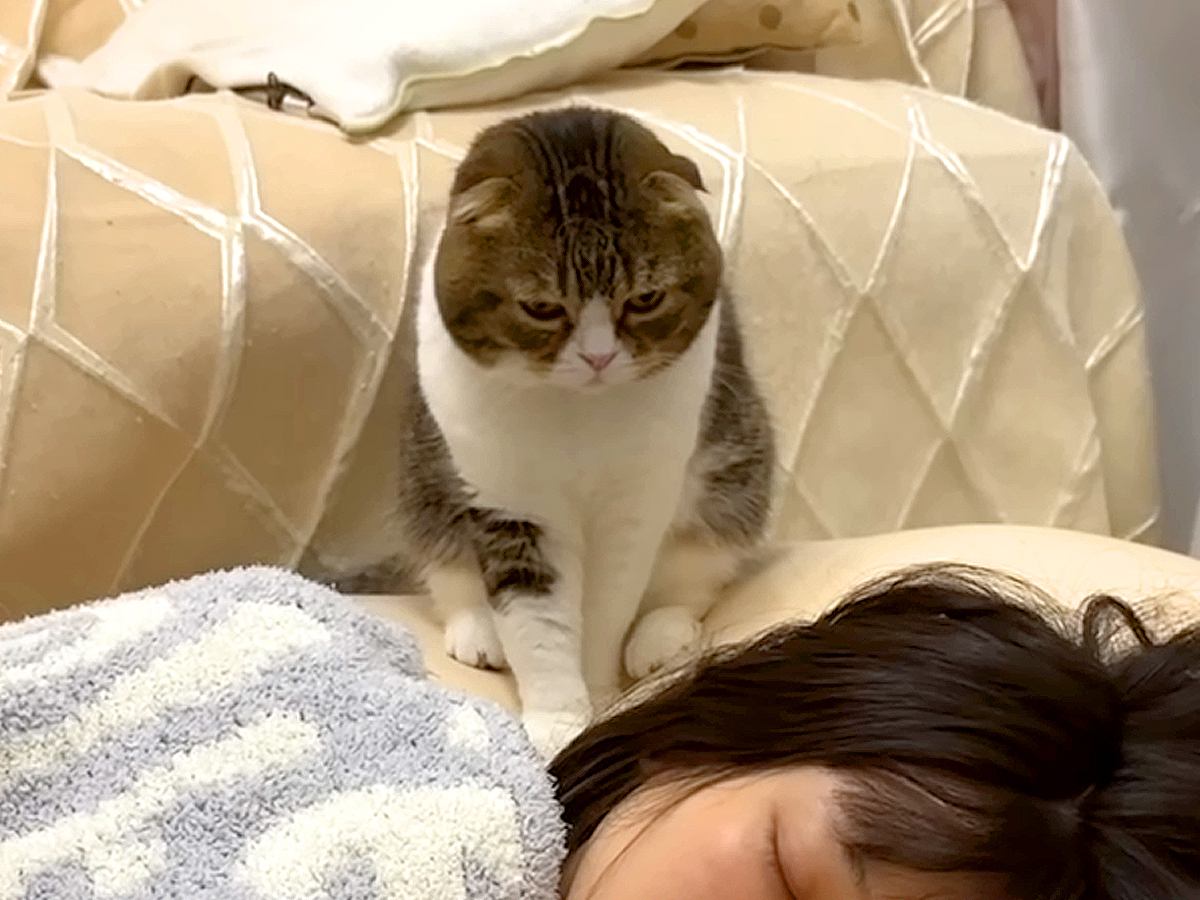 猫が寝落ちしたママを起こす！可愛すぎる攻防戦