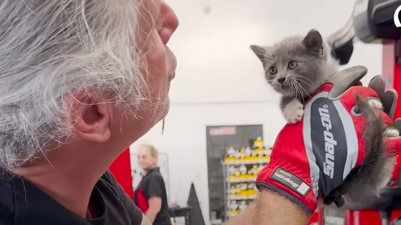 ボンネットから救出した子猫にいきなりメロメロ！かわいすぎて即「看板猫」採用決定！