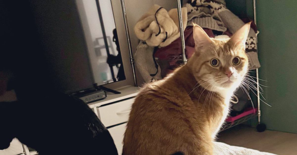 こたつに集まっていた『2匹の猫』を見ると……『まさかの瞬間』に２万いいねの反響「どかしてる最中で草」「お尻が温かいねｗ」と爆笑の声