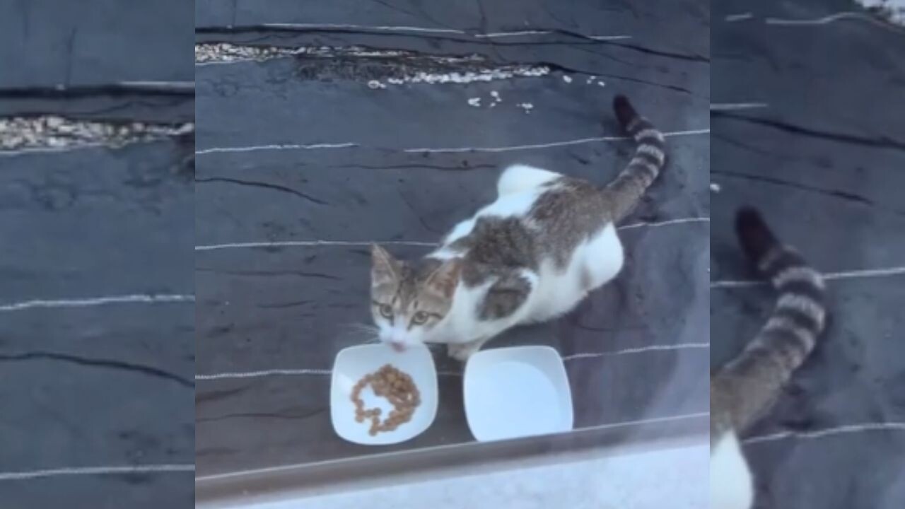 ガリガリだった野良猫…ご飯をあげ続けた女性が気づいた“まさかの事実”に涙