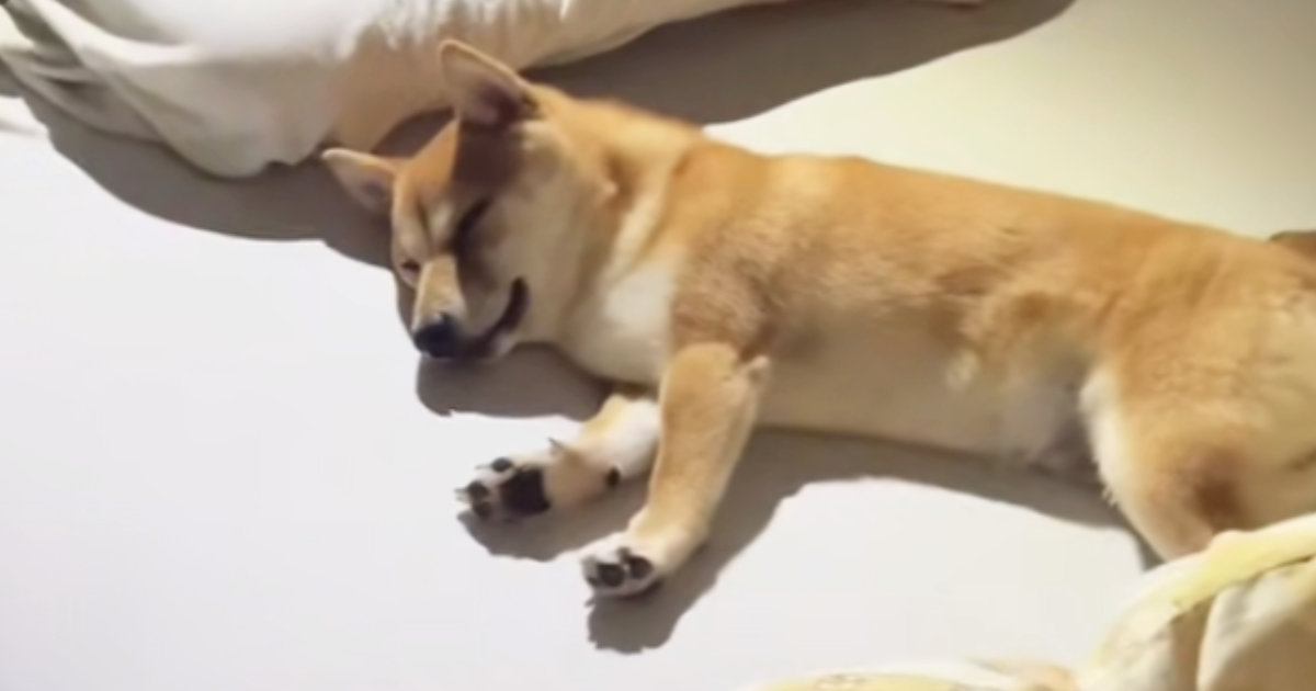 ベッドの上で熟睡していた柴犬→『しっぽ』を見ると、猫が……「可愛すぎて叫んだ」尊すぎる光景が31万再生「めっちゃ幸せ空間」「癒された」