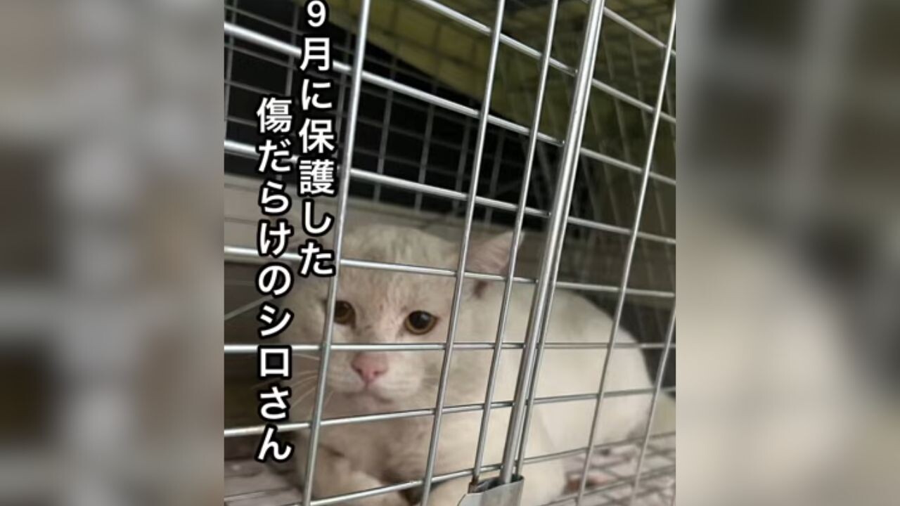 触れなかった白猫が心を開くまでの3ヶ月