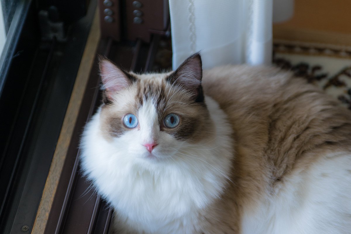 『寿命が長い』とされている猫種4選　長生きしやすい理由や秘訣をご紹介