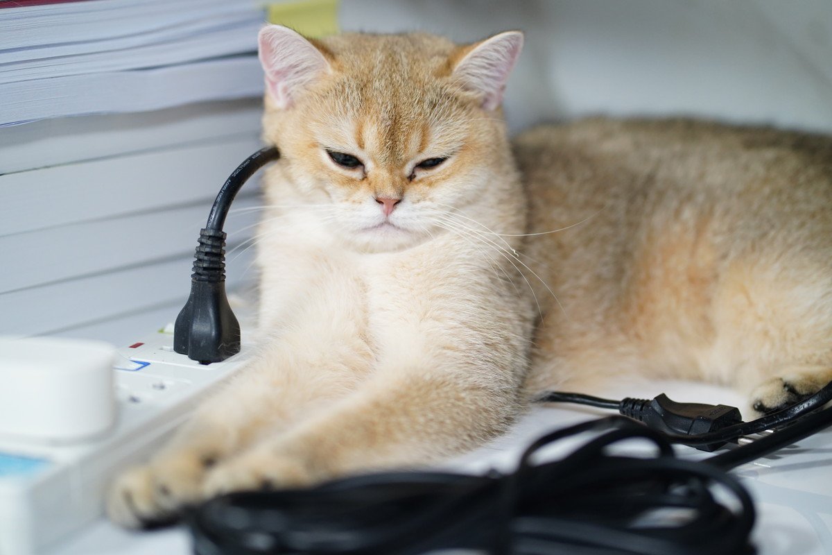 猫が『電気コード』を噛もうとする理由4つ　起こりうる事故の危険性や予防策も解説