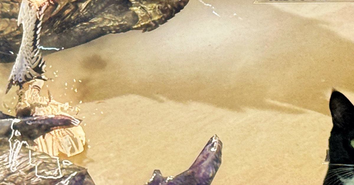 猫が突然甘える理由とは？行動の意味を解説