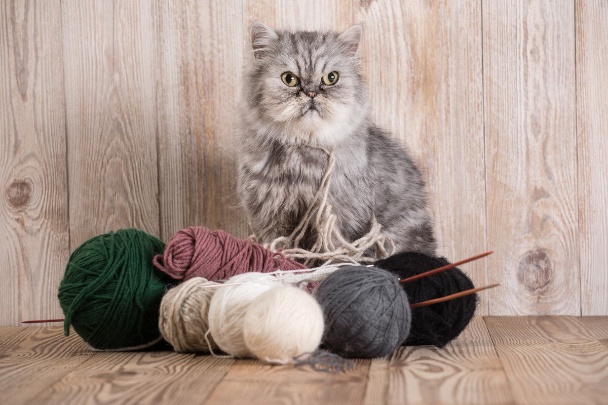 猫を死なせてしまう『家にある危険物』5選　油断できない理由や命を守る予防策も解説