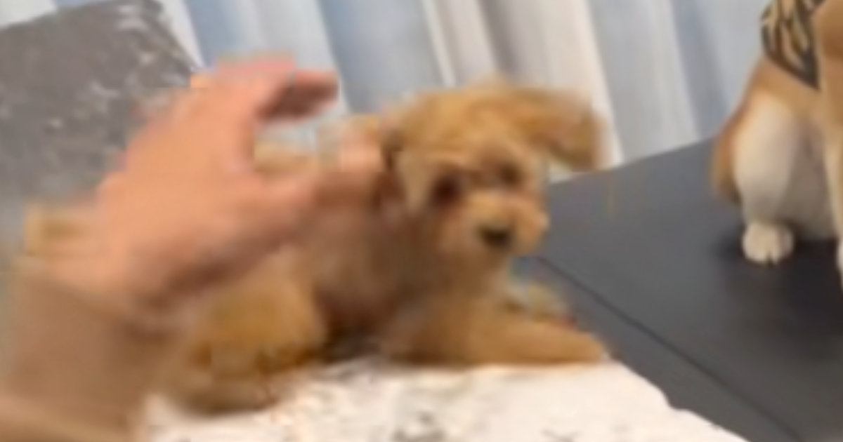 子犬がやってきて先住猫が見せた可愛すぎる反応