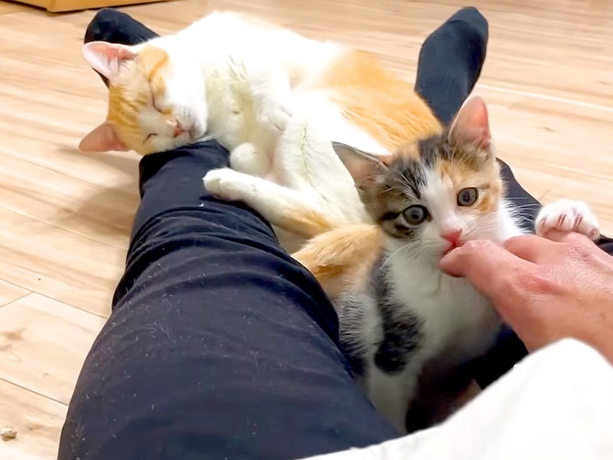 座っていると、保護子猫と先住猫が足の間に集まってきて…悶絶級に尊い『幸せな時間』が話題「甘えん坊の二匹かわいい」「みんなで温かそう」