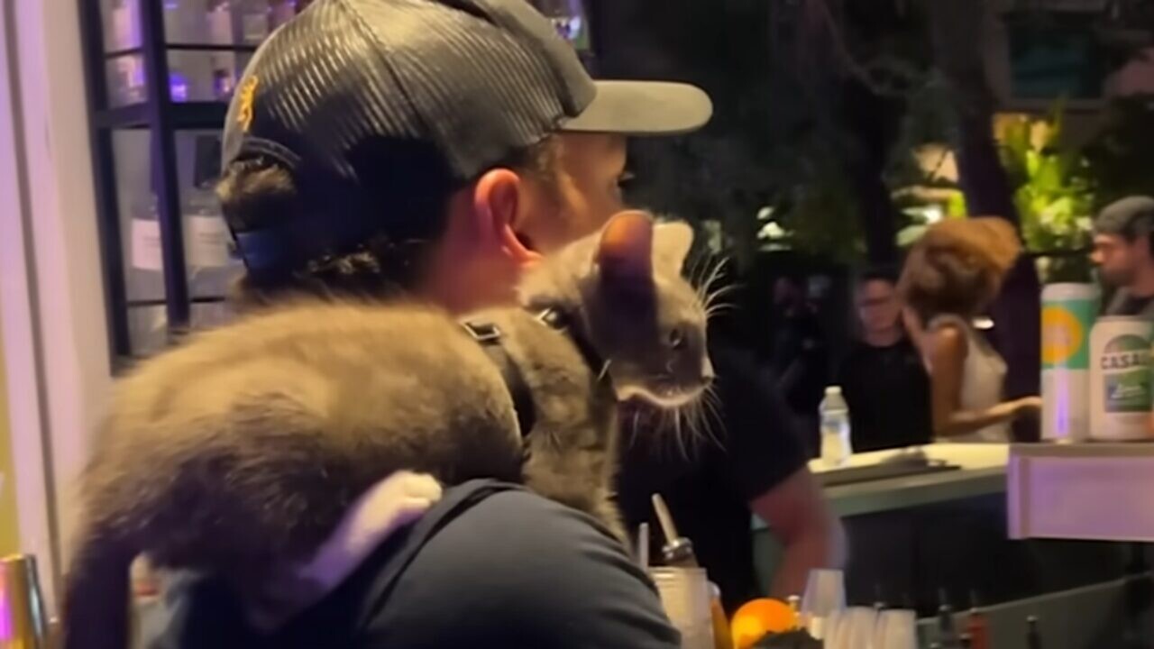 「これ以上動物は飼えない」と言った彼が、今は常に子猫と一緒「俺は猫派だったのか…」