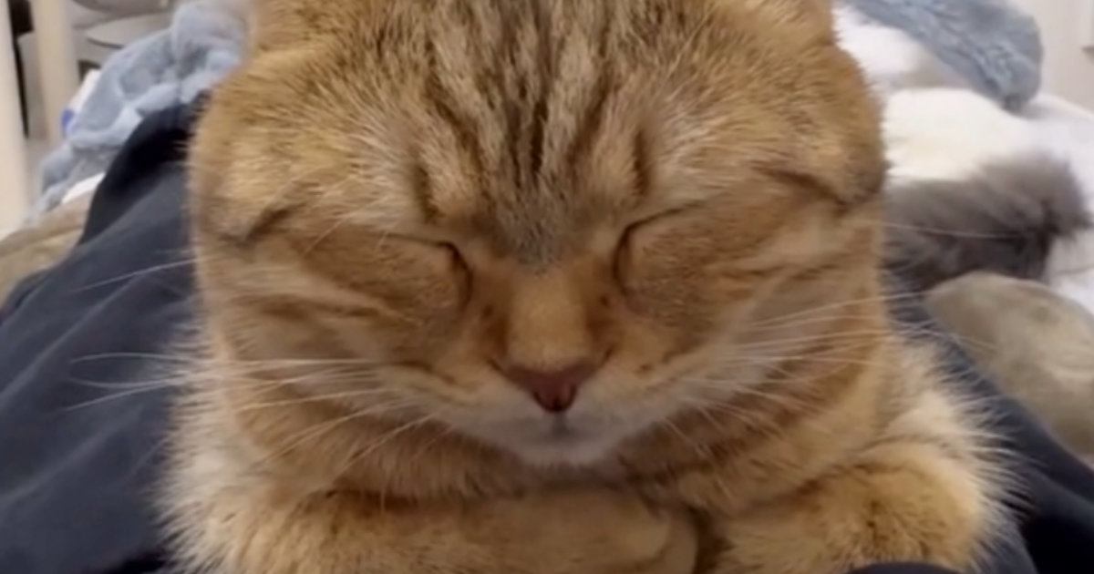 お腹の上でまったりとしていた『猫』→段々と眠くなってきて…微笑ましい瞬間に「か、かわいすぎｗ」「ポジション変わってほしいｗ」と１万いいね