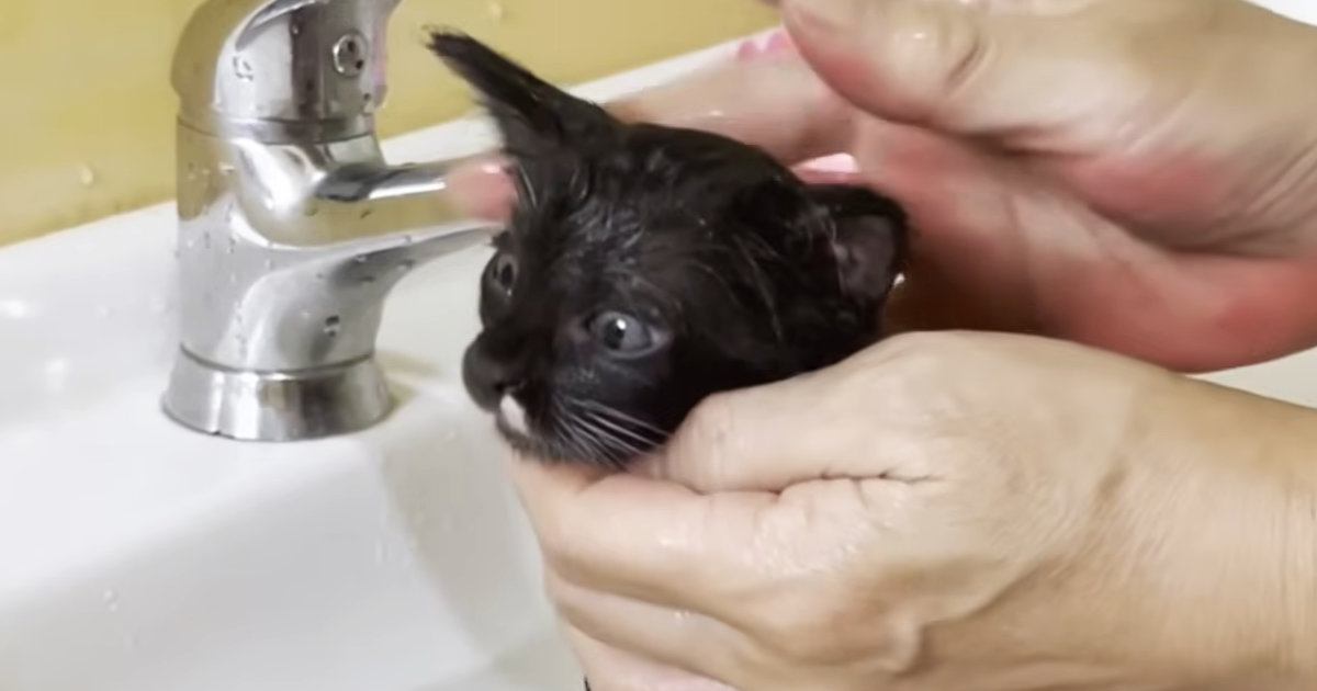 がれきから救われた子猫の初めてのお風呂体験