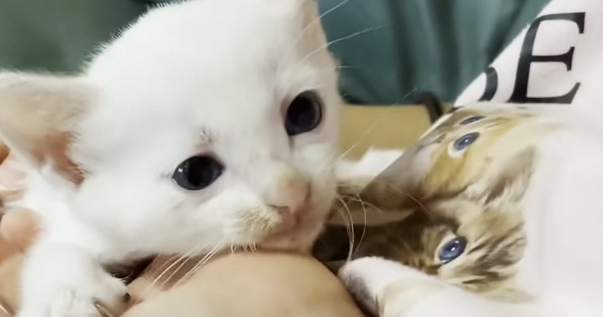 泣いてお別れをした『保護子猫』→5か月ぶりに再会した結果……胸を打つ光景に「また会えてよかった」「号泣した」と7万再生の反響