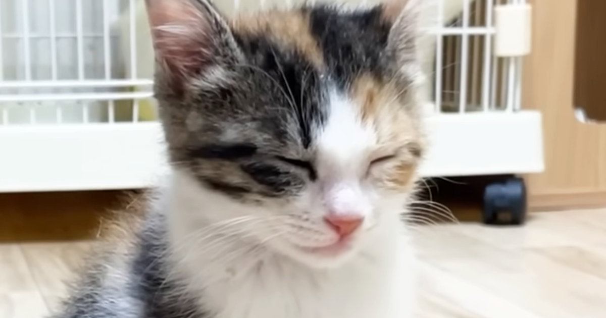ウトウトと『寝落ちしそうになっていた子猫』→そばに先住猫がやって来ると…尊すぎる瞬間に「優しい世界」「ほっこりした」と癒される人続出