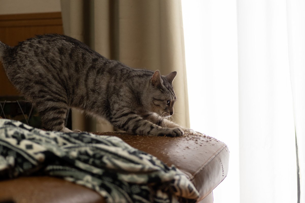 猫が『問題行動』を起こすときの原因5つ　見て見ぬフリは絶対NG？改善策まで解説