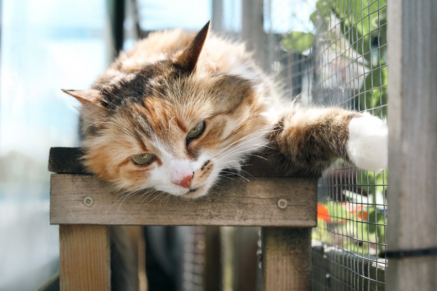 「キャティオ」がストレスを軽減し、幸せな猫にしてくれる　米国で建設がブームに