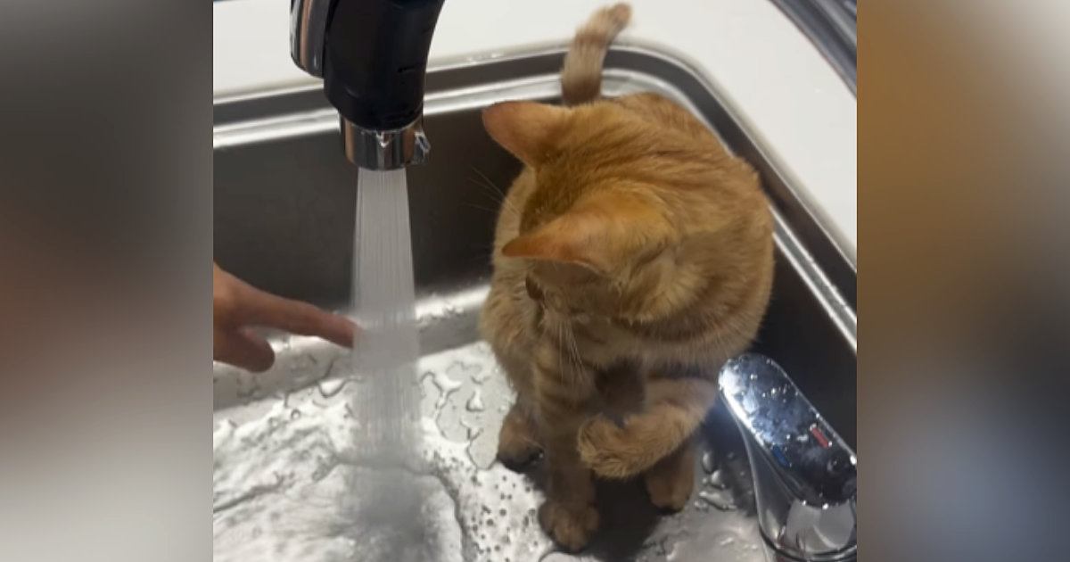 シンクで遊ぶ猫の驚きの反応｜水を出したら予想外の光景に