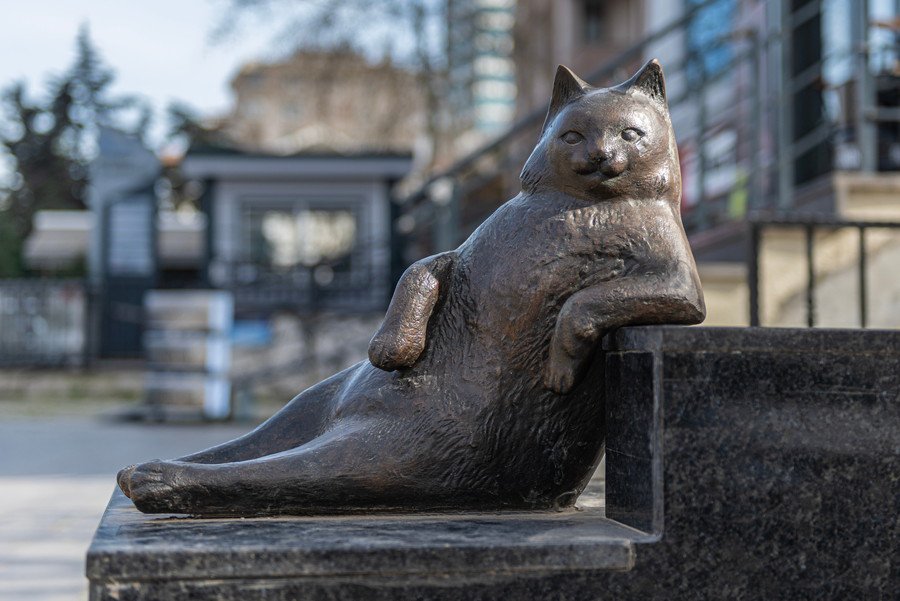 「猫の都市」イスタンブールで、もっとも有名になった野良猫　今もその伝説は街角に生き続ける　トルコ