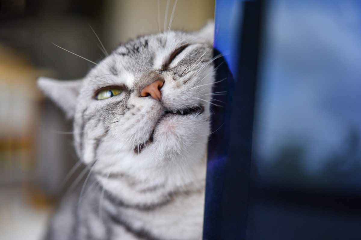 『幸せを感じている猫』がみせるサイン5選　より満足させるコツや仕草の意味をご紹介